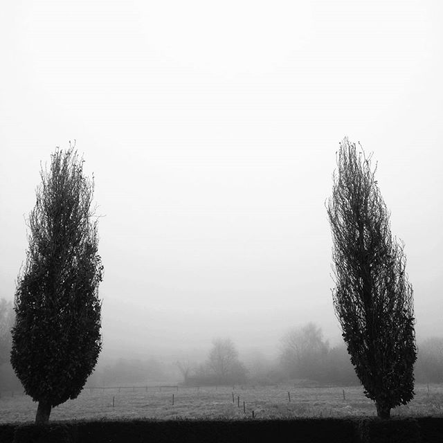 Twins in the mist