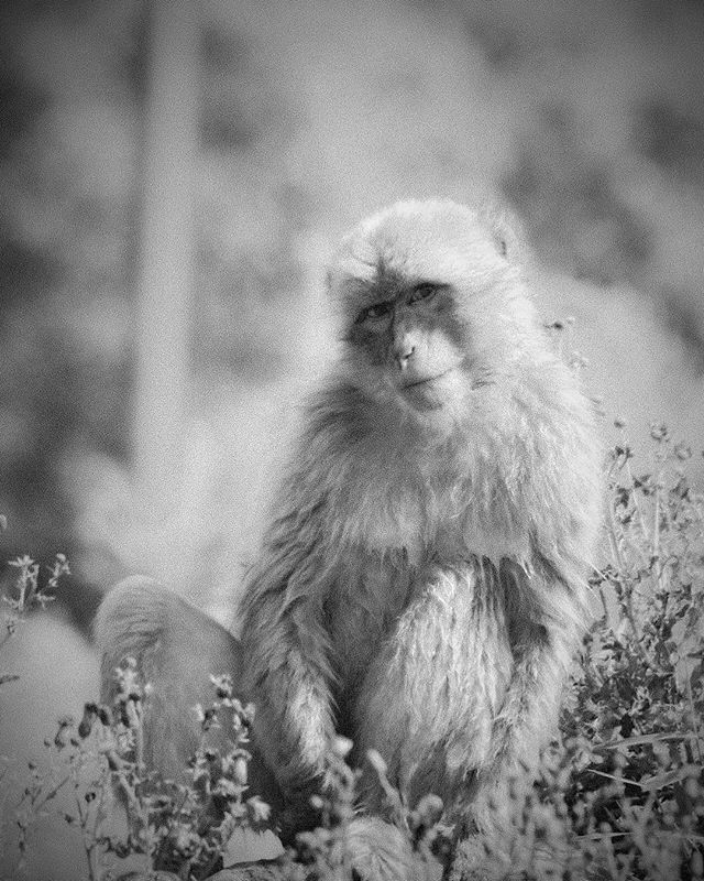 Monkey looking sad