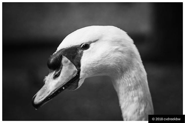 Swan looking pretty