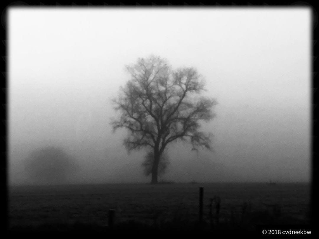 Tree art in the mist