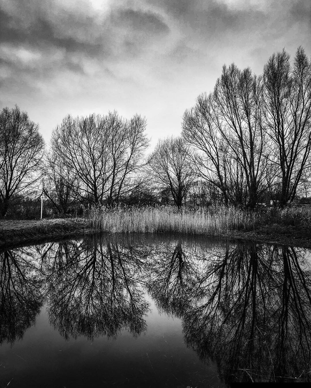 Tree reflection in Dierdonk