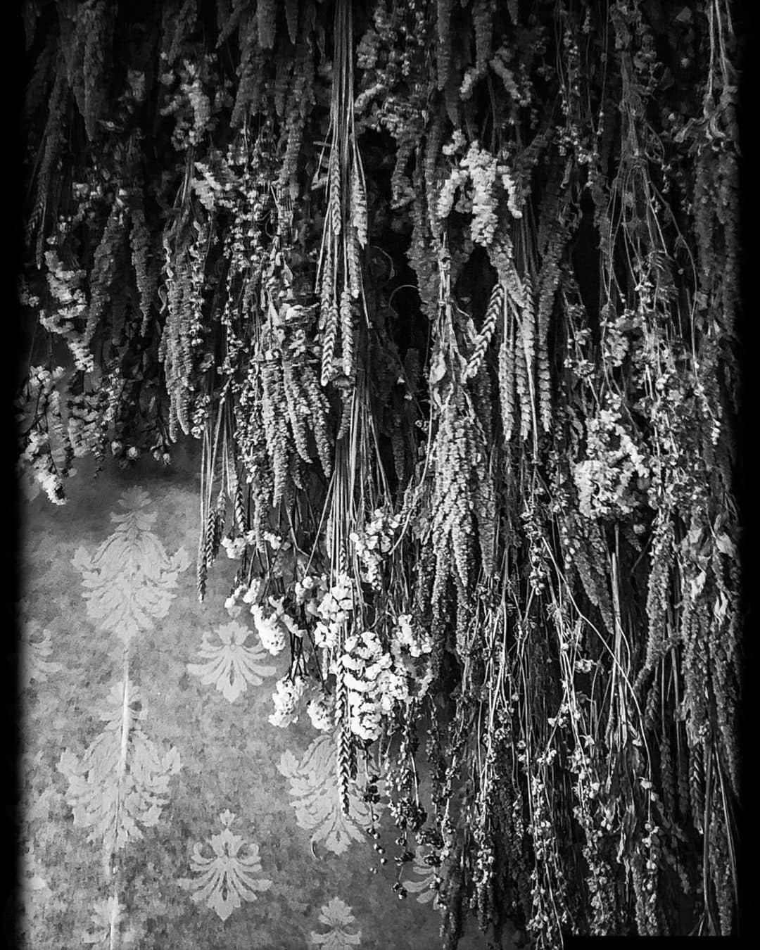 Dry flowers on the wall