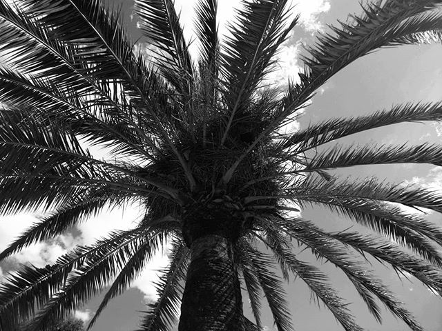 Palmtree parc Guell