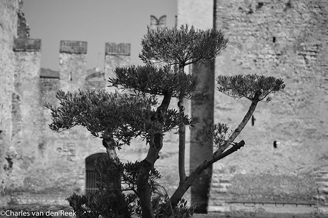 Tree inside the castle