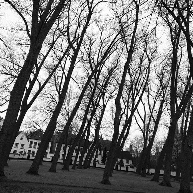 Trees in Bruges Begijnhof