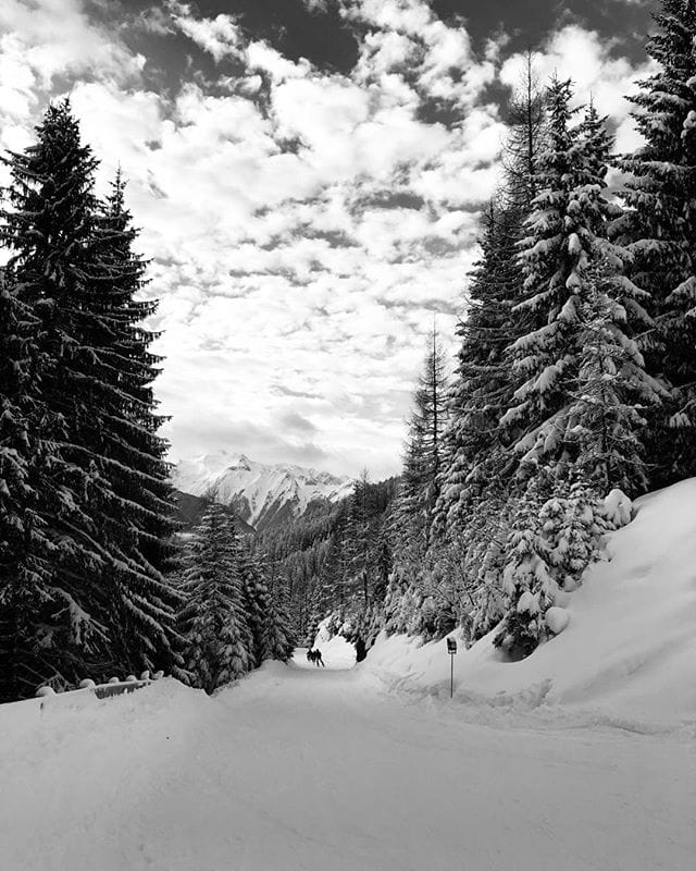 Slope trees in Bramberg Austria