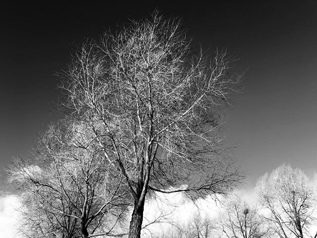 Tree in negative