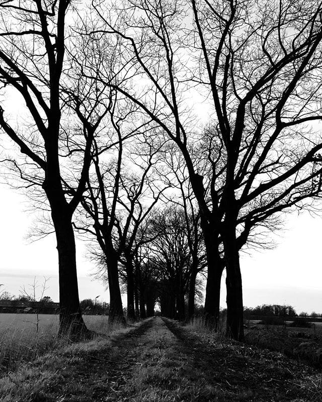 The path between trees