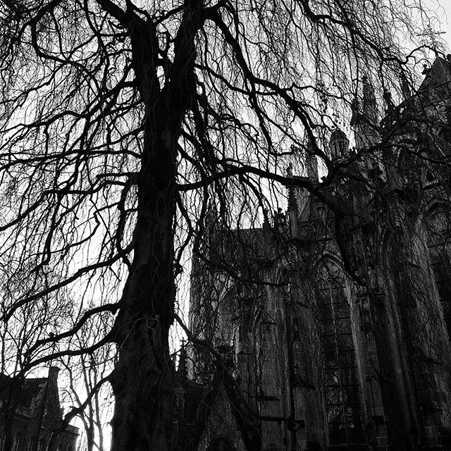 Tree in front of the church