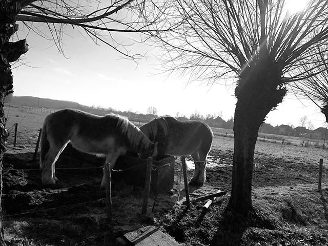 Horses eating in Dierdonk Helmond