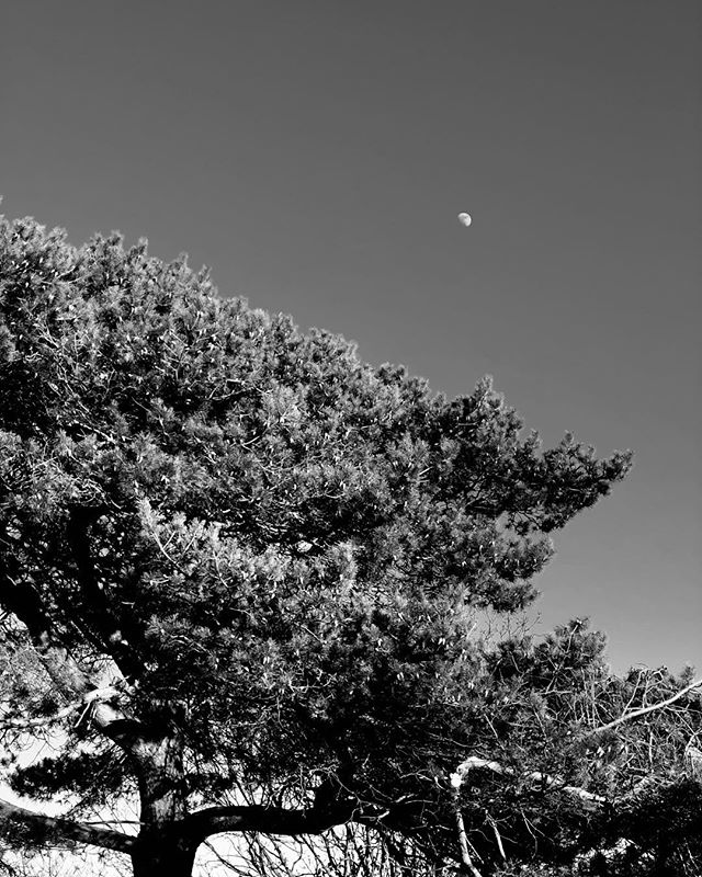 Moon over trees at midday