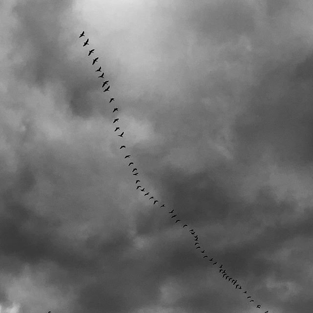 Birds follow their leader