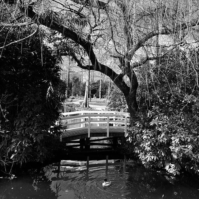 Bridge in a lovely garden