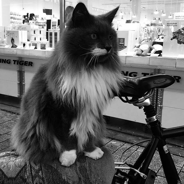 Cat on a bike