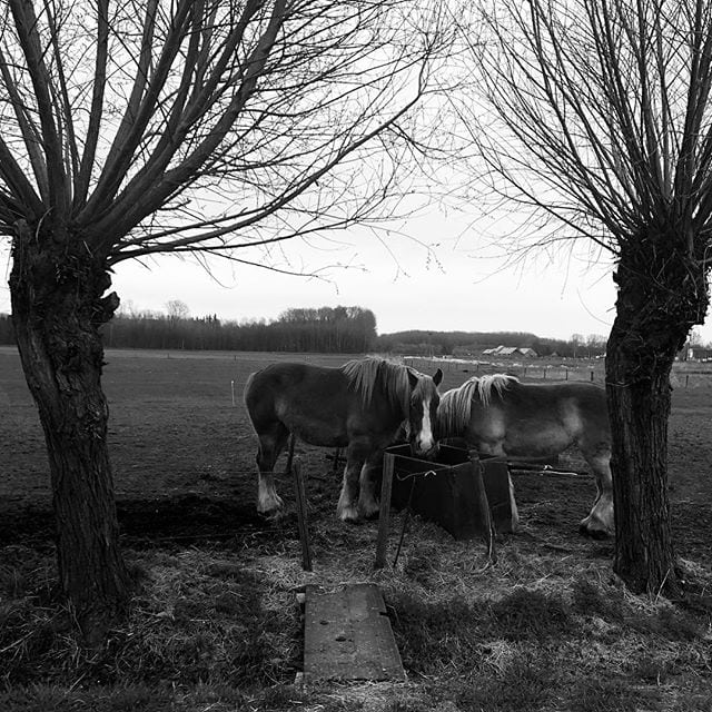 Hungry horses