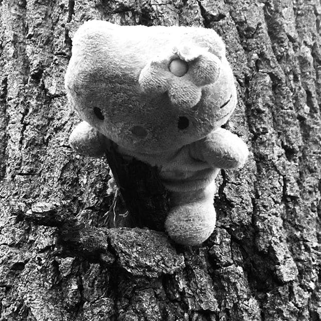 Lost teddy bear