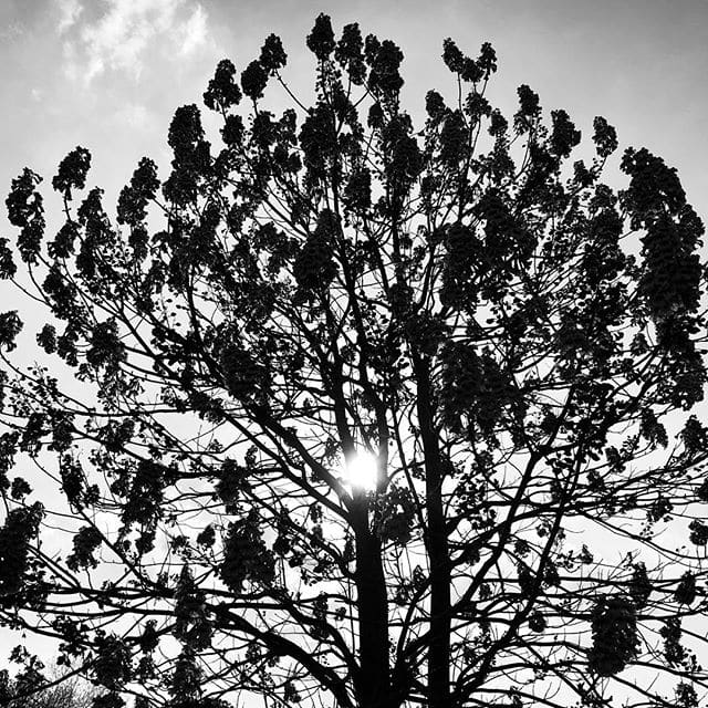 High contrast tree