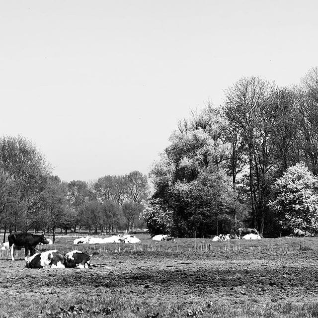 Dutch cows on a mindfulness training