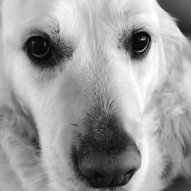 Golden retriever Pippa