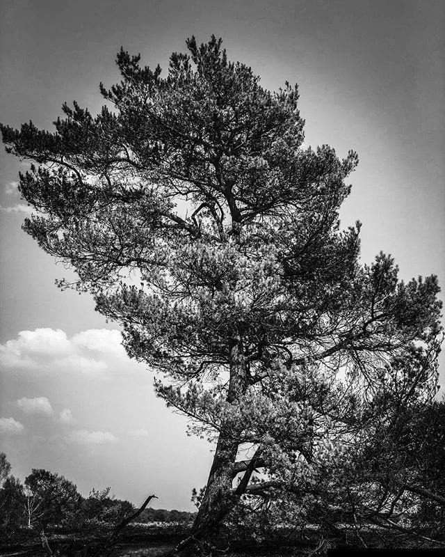 Gorgeous tree at Strabrechtse heide