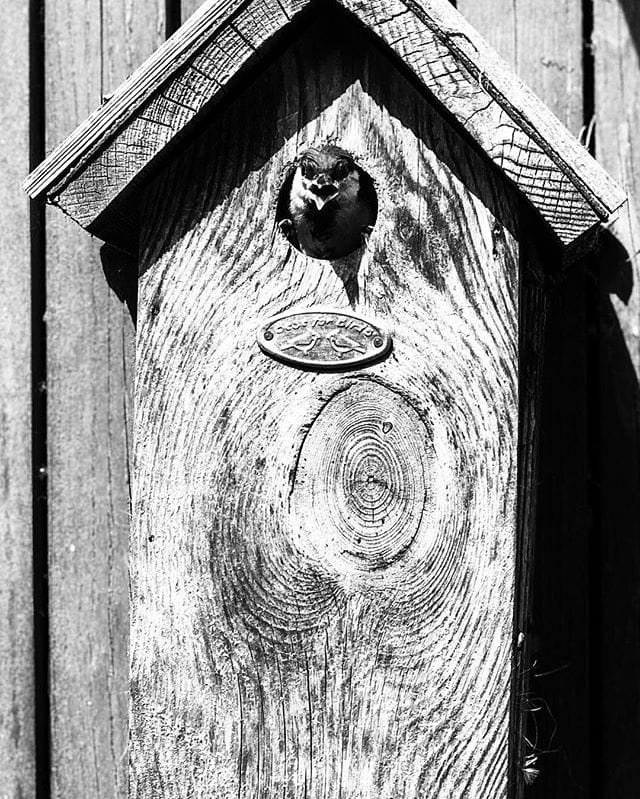 Wooden bird house