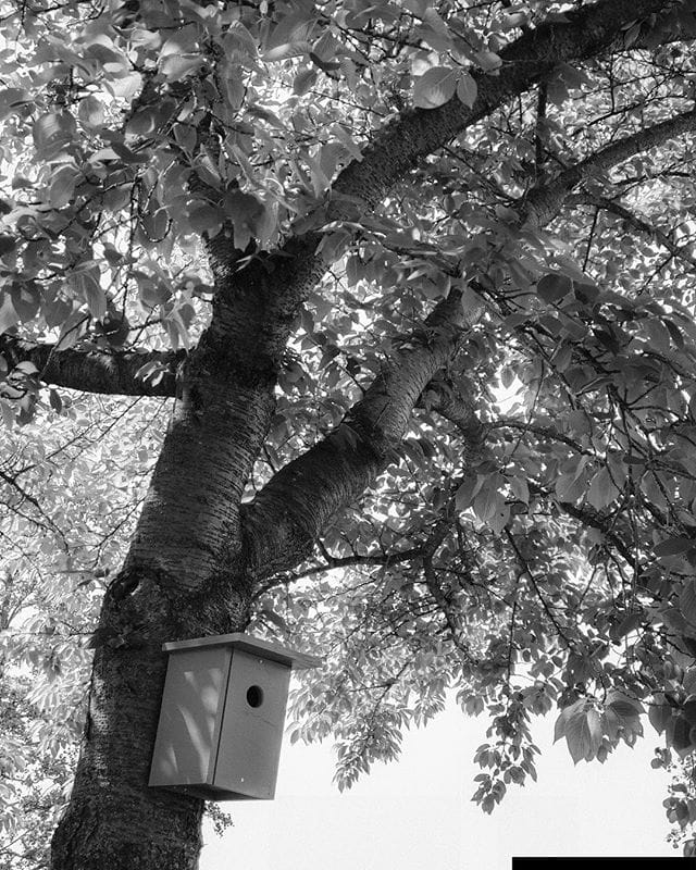 Bird house in a tree during spring