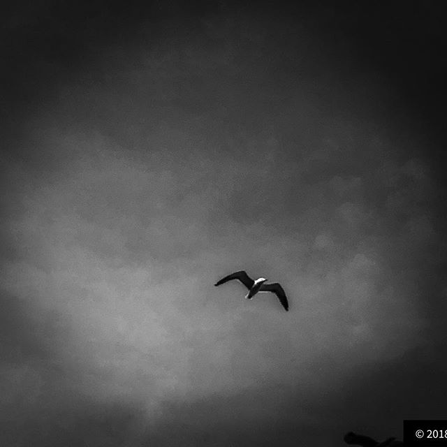 Lone bird in summer sky