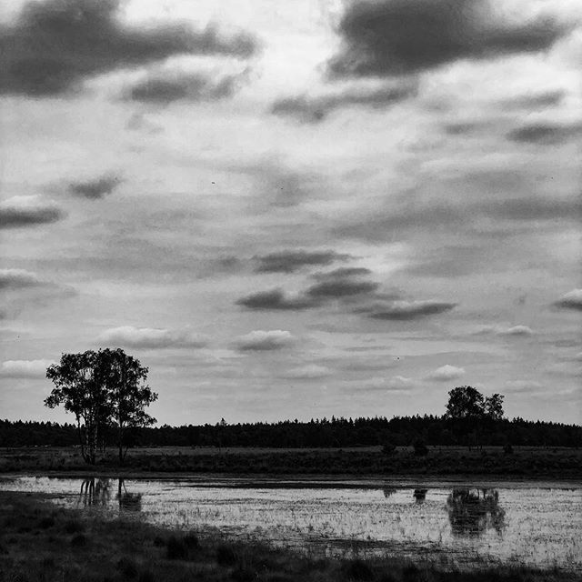 Tree reflection in a lake