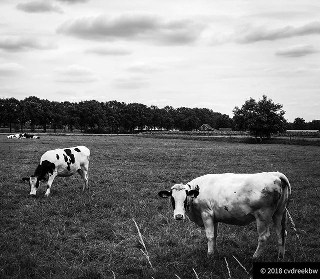 Curious cow