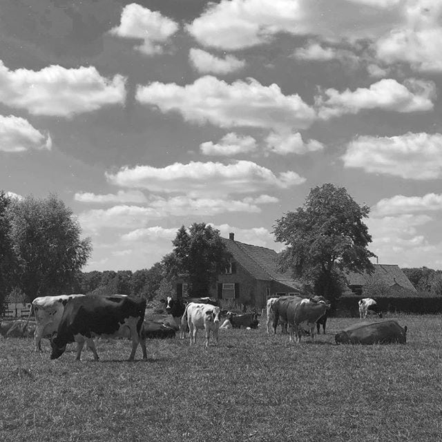 Dutch sky and dutch cows