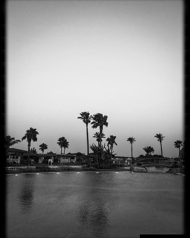 Palm trees on Rhodes