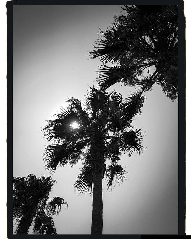 Sun behind palm trees