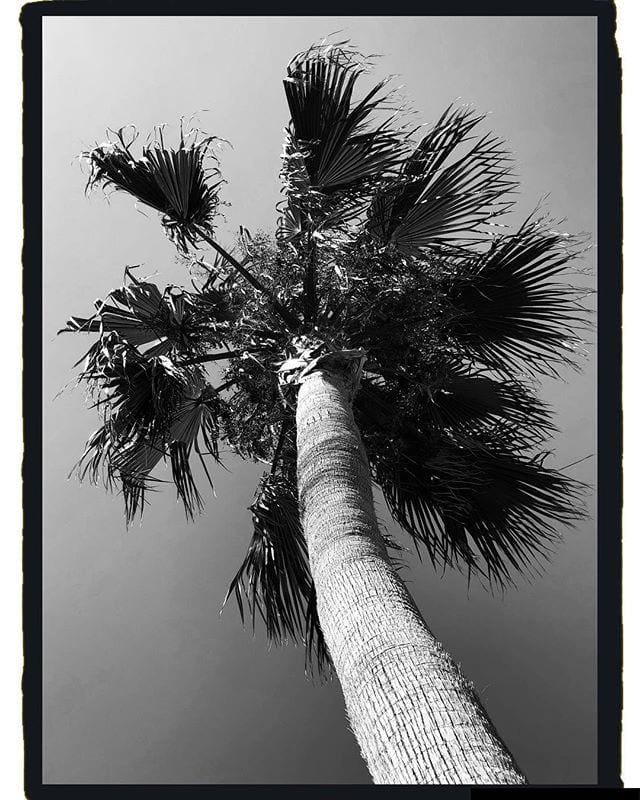 Palm tree from below