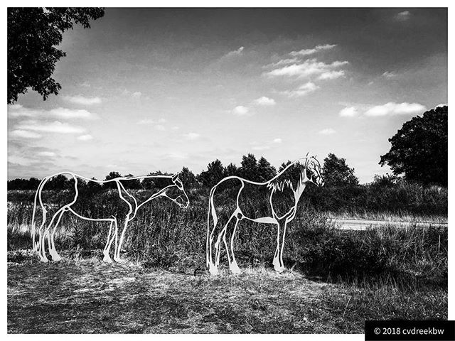 Transparent horses