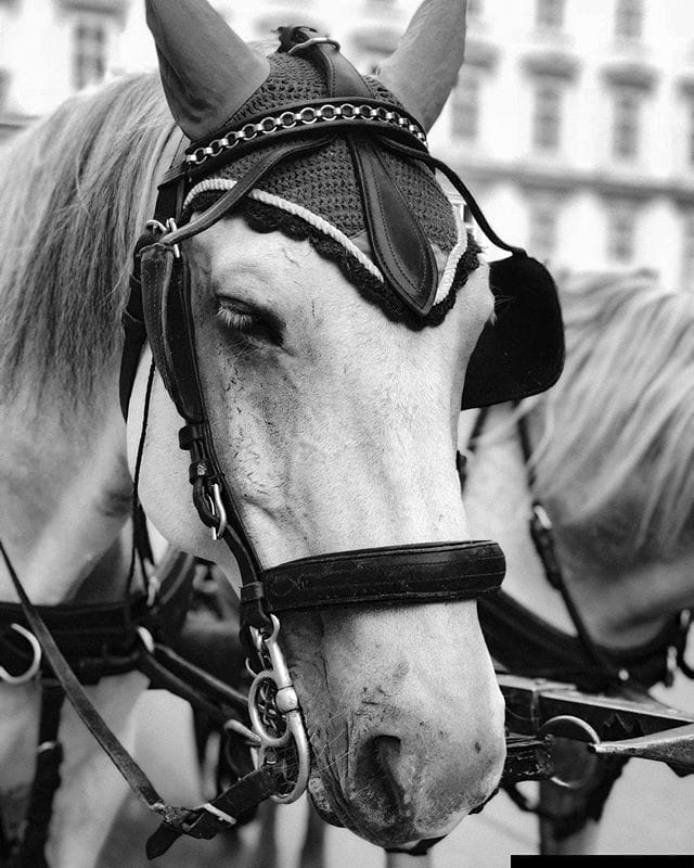 Vienna horses