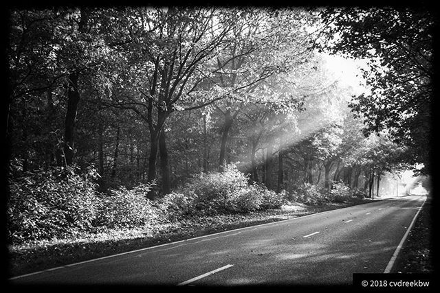 Sunlight trough the woods