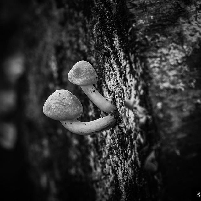 Wild forest grows on a tree