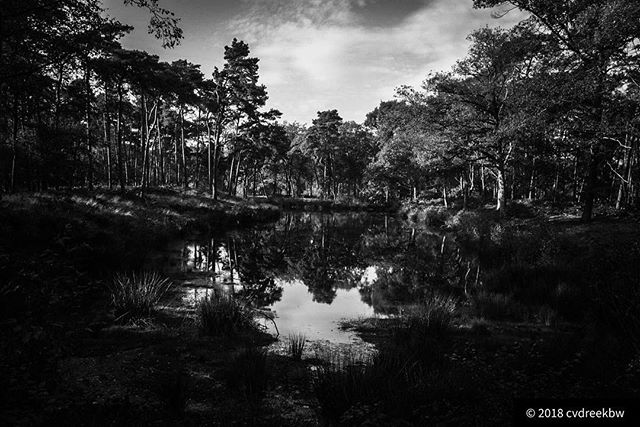 Forrest reflection