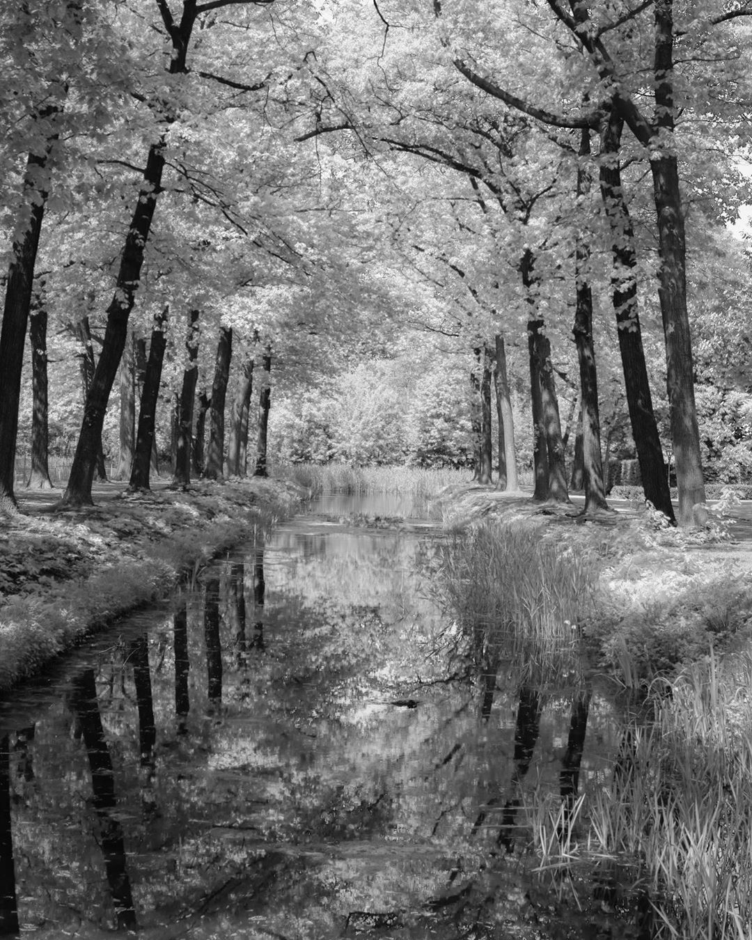 Light water and living trees