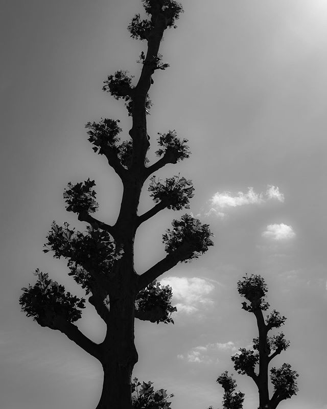 High contrast tree