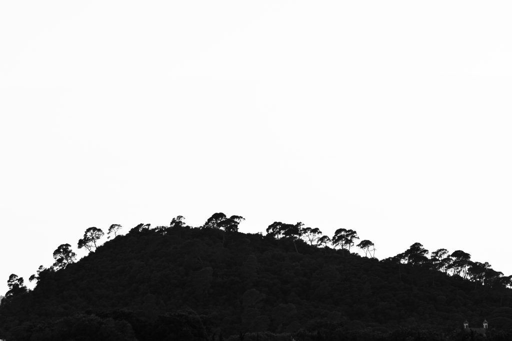 Trees walking over the mountain